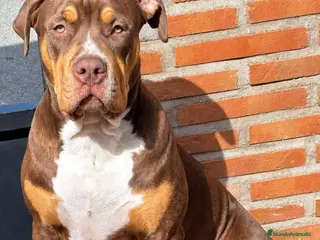 American Bully perros AMERICAN BULLY XL - Anuncio 1