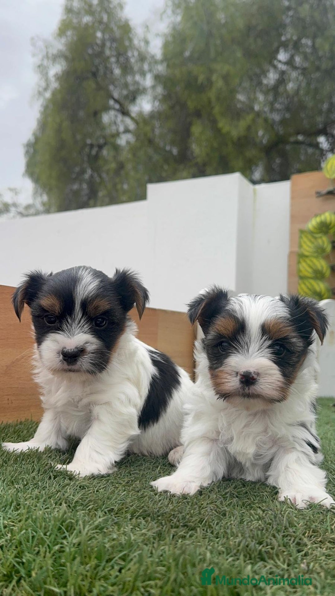 Yorkshire Terrier perros en venta: YORKSHIRE BIEWER - Anuncio 1