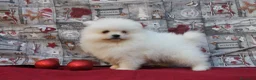 Pomerania perros en venta: POMERANIA  LINEA TOY   MUY CHATO - Anuncio 2