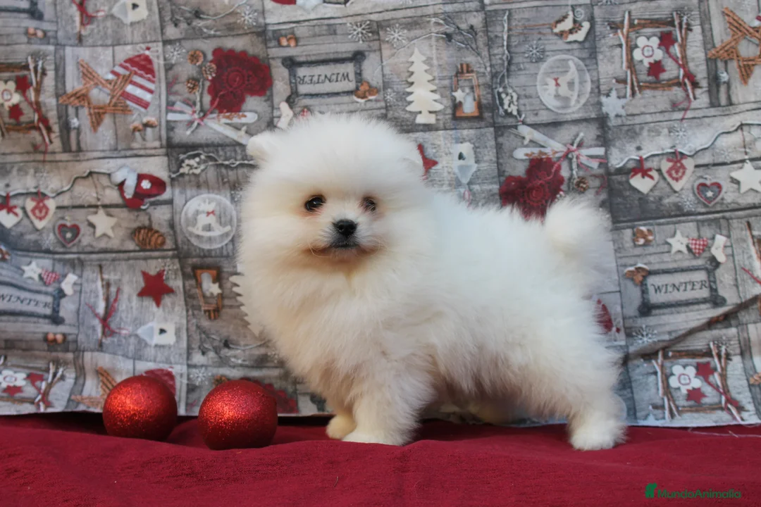 Pomerania perros en venta: POMERANIA  LINEA TOY   MUY CHATO - Anuncio 2