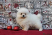 Pomerania Cachorro 1