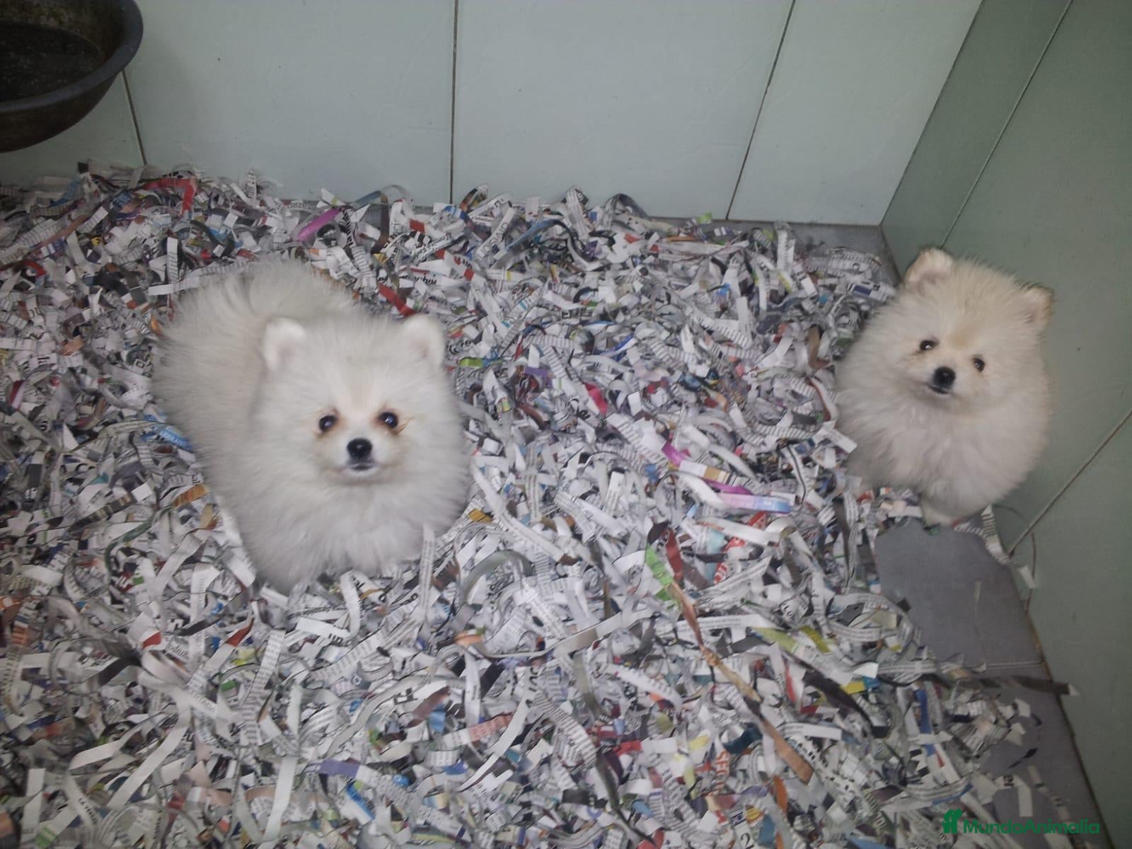 Pomerania perros Cachorro Pomerania Blanco  - Anuncio 2