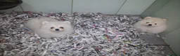 Pomerania perros en venta: Cachorro Pomerania Blanco  - Anuncio 1