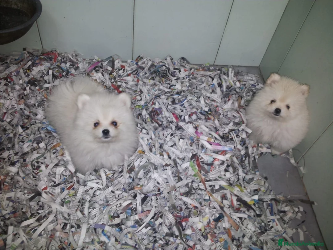 Pomerania perros en venta: Cachorro Pomerania Blanco  - Anuncio 1