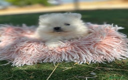 Pomerania perros en venta: Pomerania top del Valle  - Imagen 1