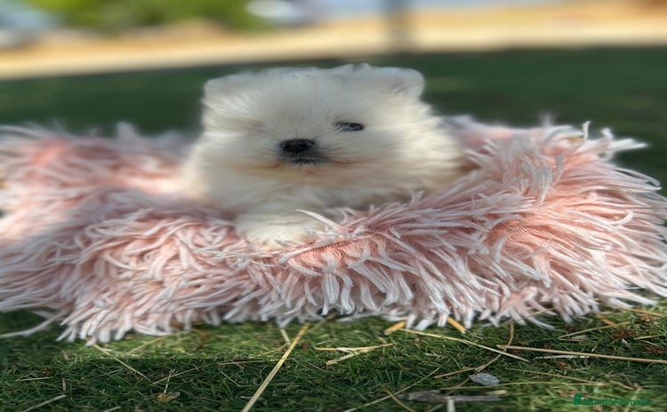 Pomerania perros - Propaganda 1