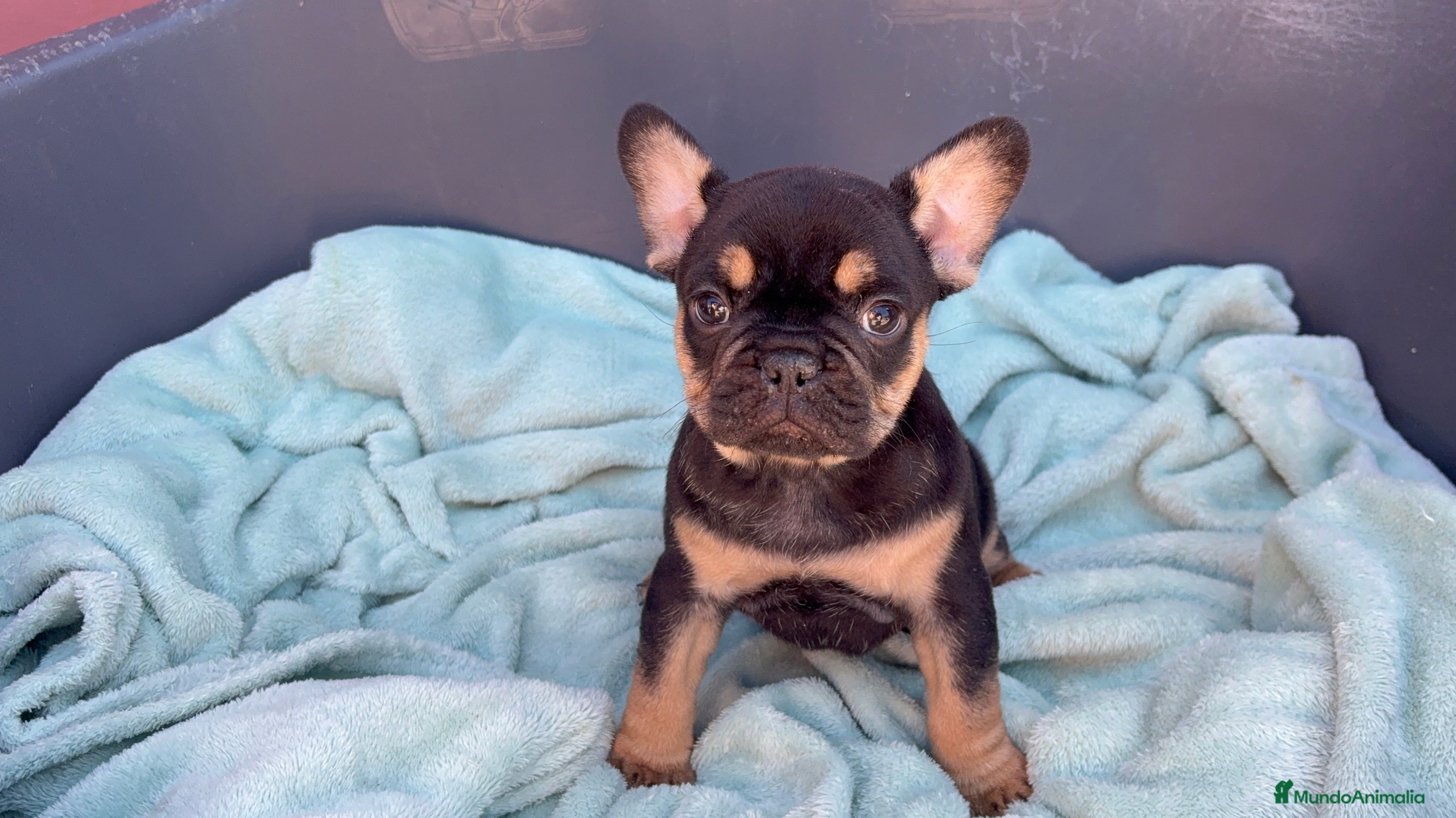 Bulldog Francés perros Bulldog francés exóticos  - Anuncio 25