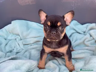 Bulldog Francés perros Bulldog francés exóticos - Anuncio 26