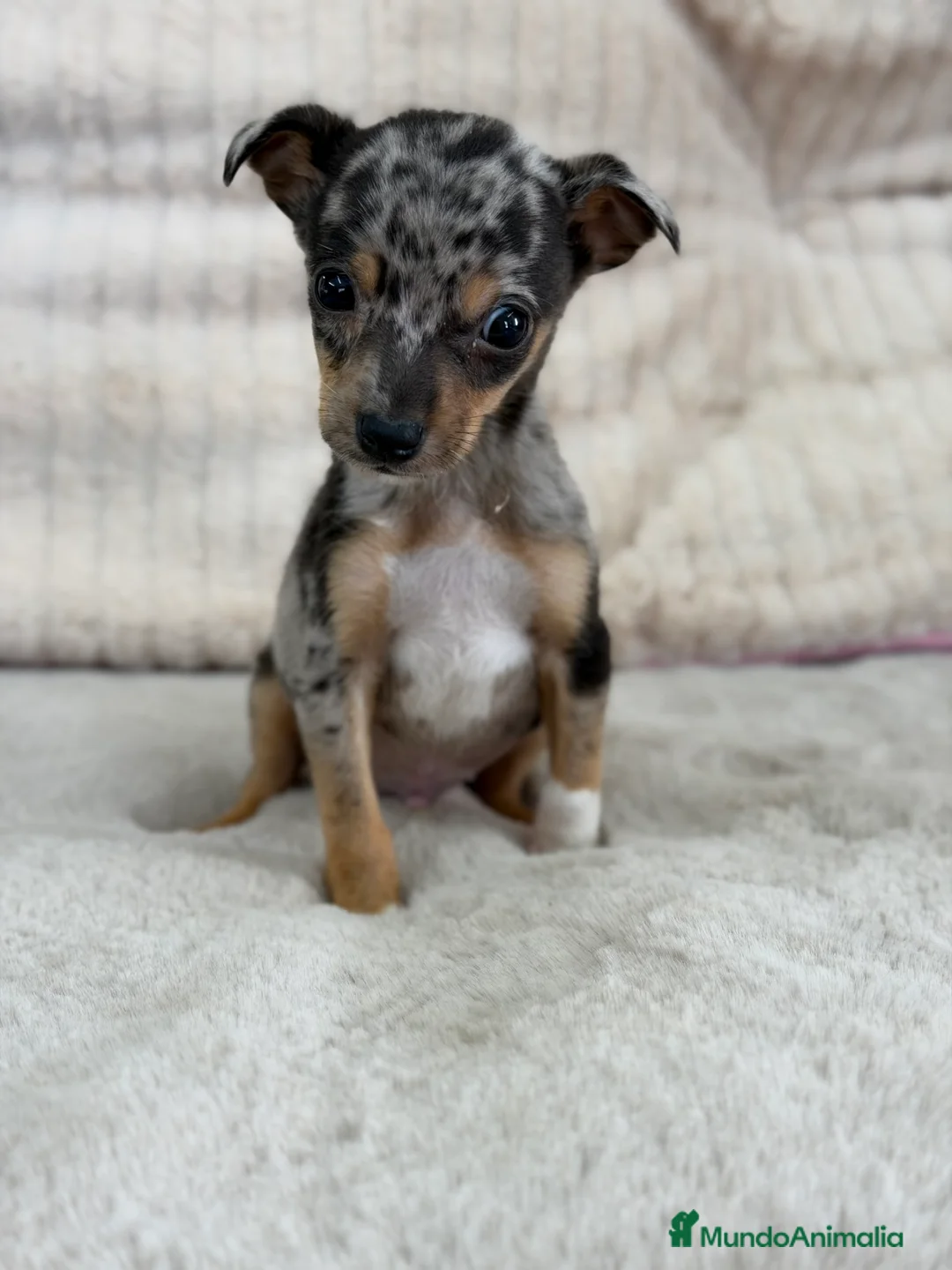 Pinscher Miniatura perros en venta: Pincher miniatura Merke  - Anuncio 1