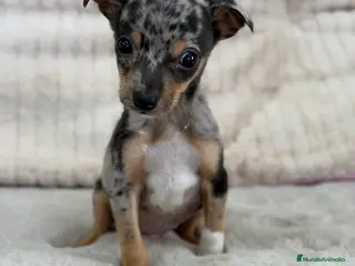 Pinscher Miniatura perros Pincher miniatura Merke - Anuncio 1