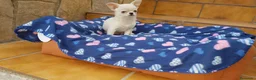 Chihuahua perros en venta: Chihuahuas cachorros en Barcelona - Anuncio 6