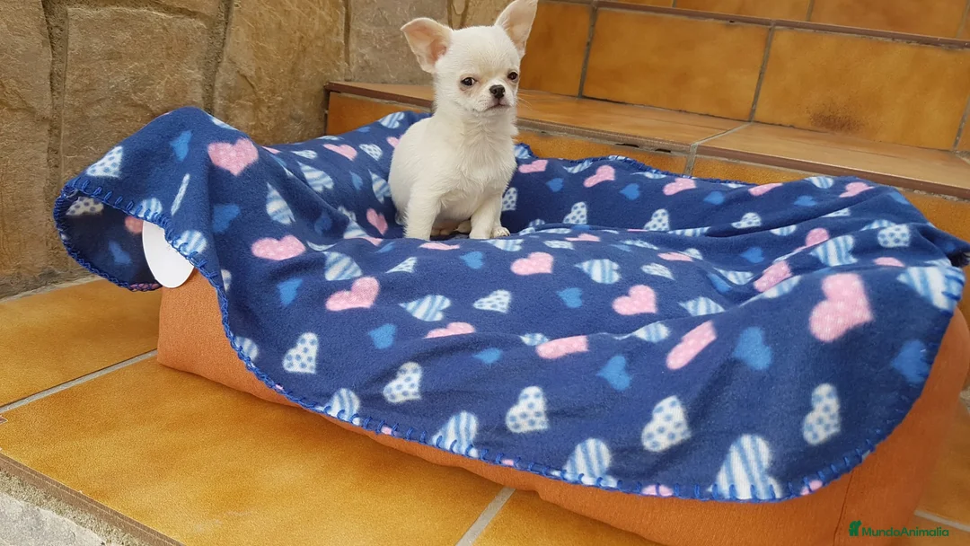 Chihuahua perros en venta: Chihuahuas cachorros en Barcelona - Anuncio 6