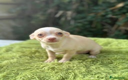 Chihuahua perros en venta: Chihuahua crema ojos claros  - Imagen 3