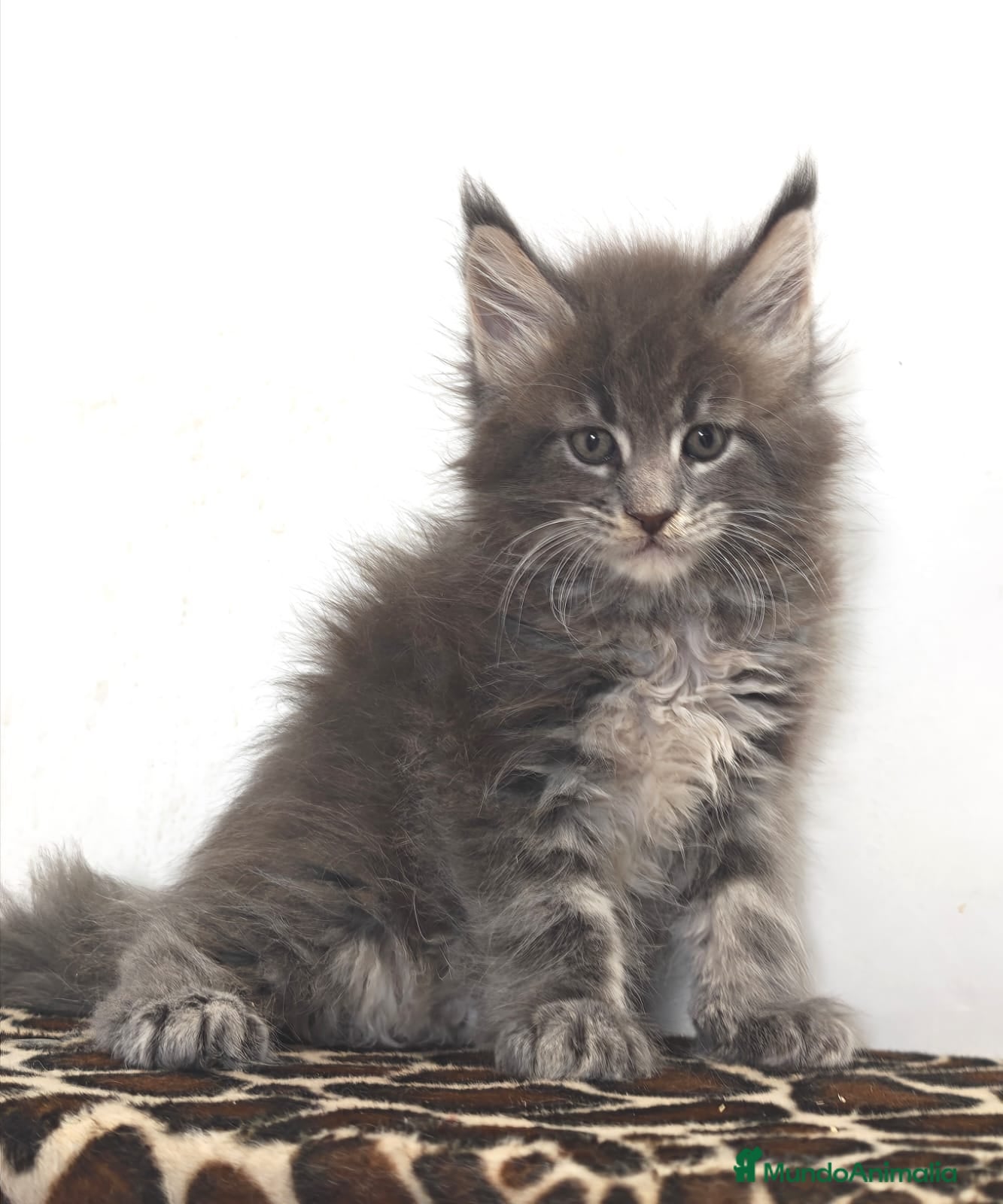 Maine Coon gatos Macho de maine coon  - Anuncio 5