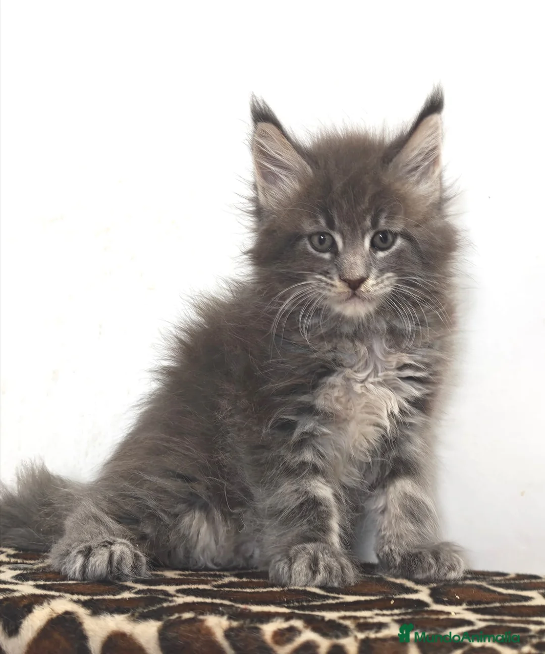 Maine Coon gatos en venta: Macho de maine coon  - Anuncio 1