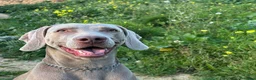 Braco Alemán de Pelo Corto perros en venta: Braco de Weimar  - Anuncio 6