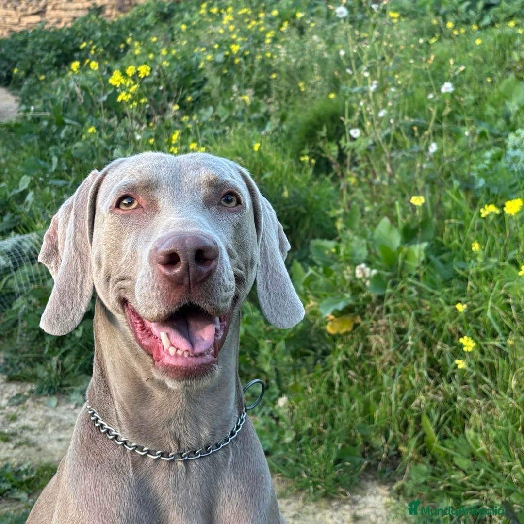 Braco Alemán de Pelo Corto perros en venta: Braco de Weimar  - Anuncio 6