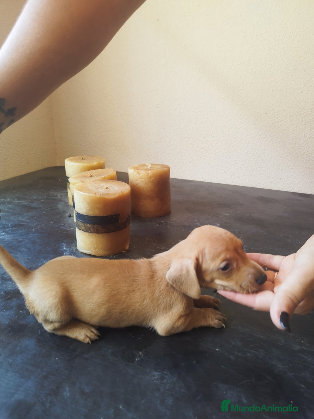 Teckel perros en venta: TECKEL HEMBRA. CALIDAD Y SELECCIÓN  - Imagen 1