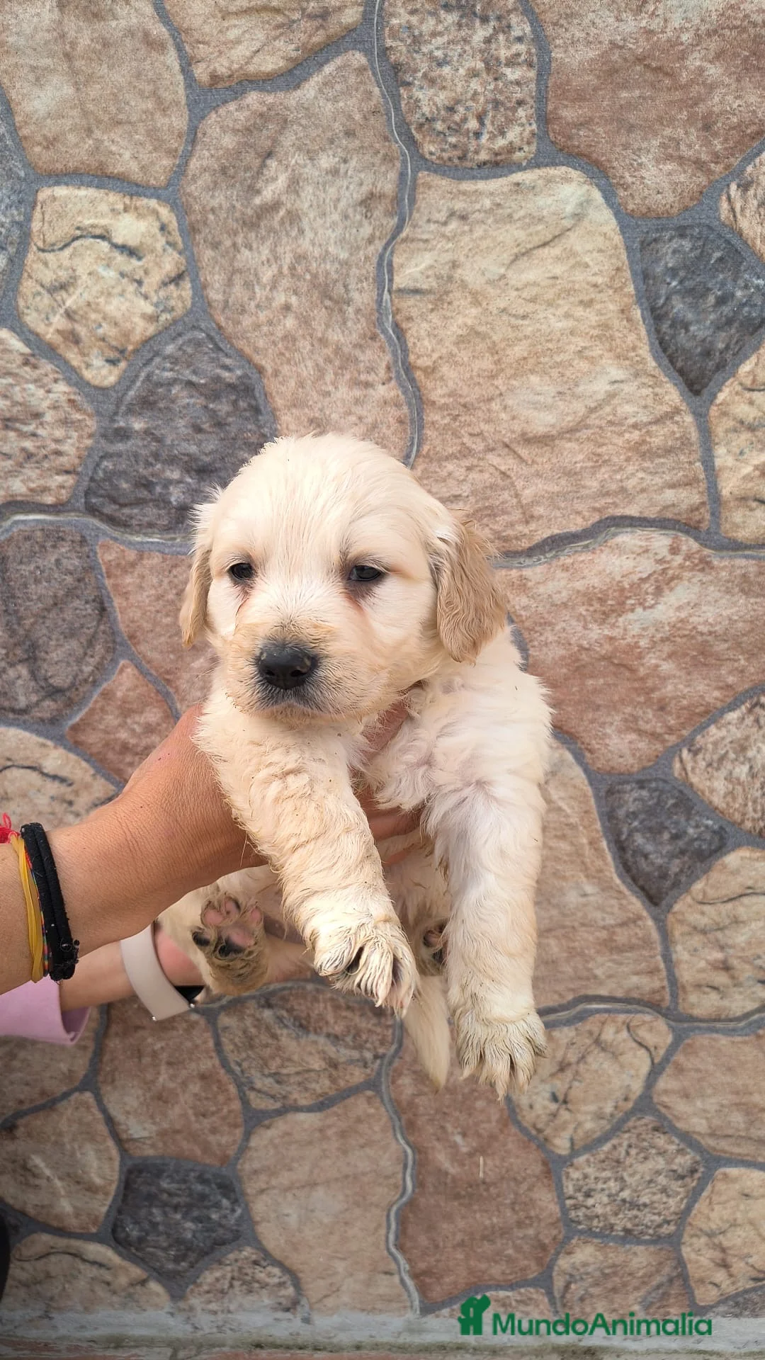 Golden Retriever perros en venta: Espectaculares golden disponibles para entregar en Murcia - Anuncio 1