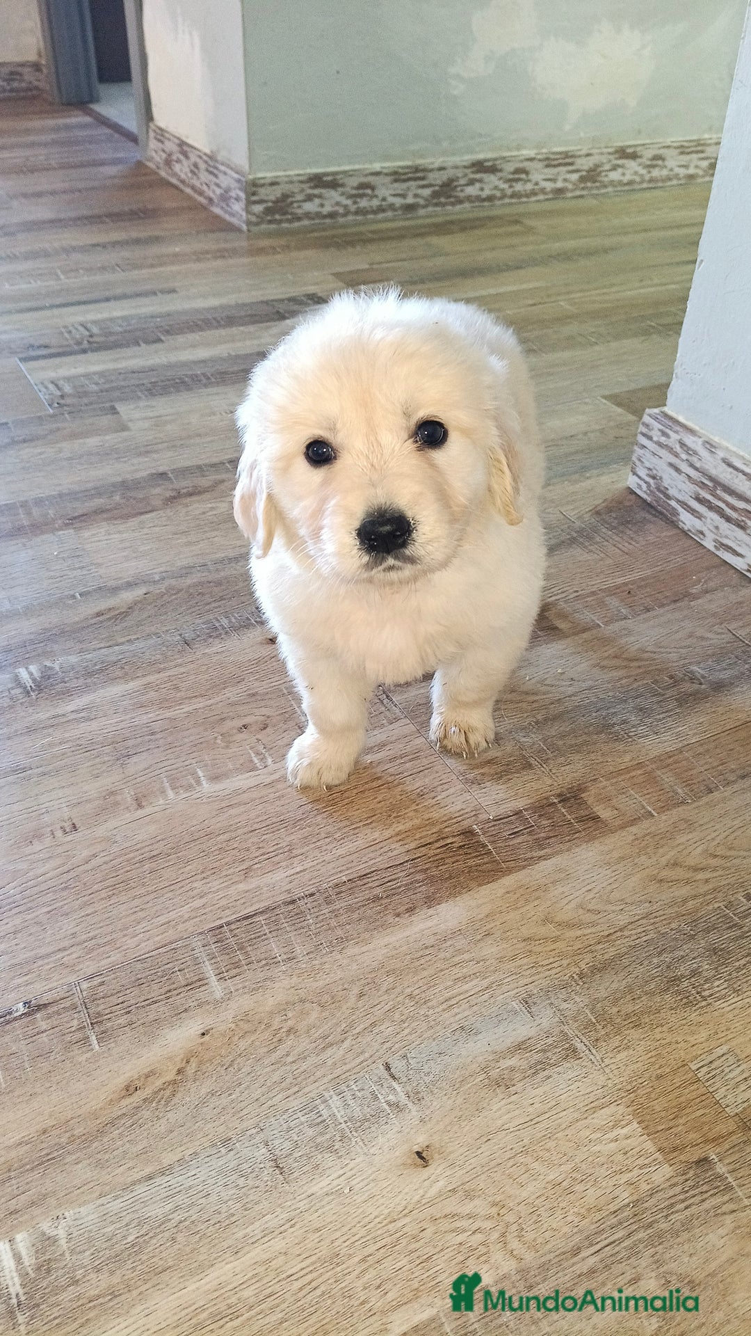 Golden Retriever perros en venta: Golden Retriever hembra  - Anuncio 5