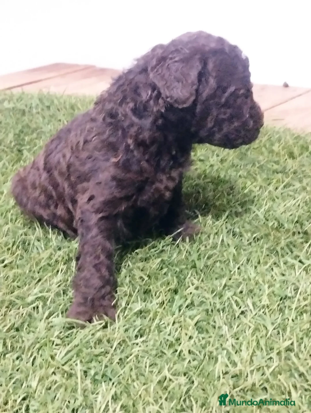 Perro de Agua Español perros en venta: Cachorro PDA chocolate - Anuncio 1