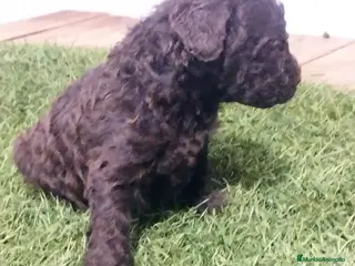 Perro de Agua Español perros Cachorro PDA chocolate - Anuncio 3