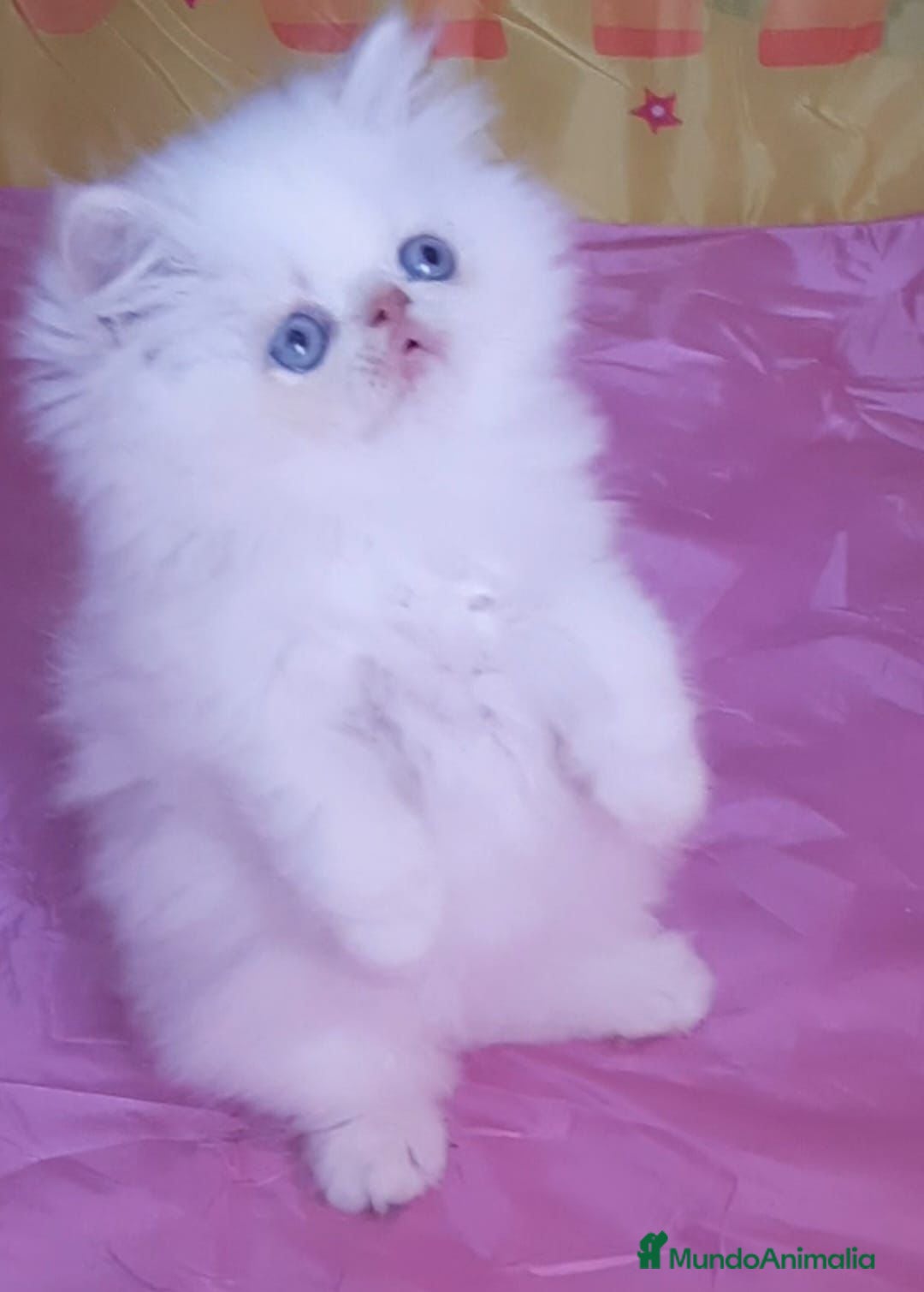 Persa gatos Machito de persa himalayo red point - Anuncio 1