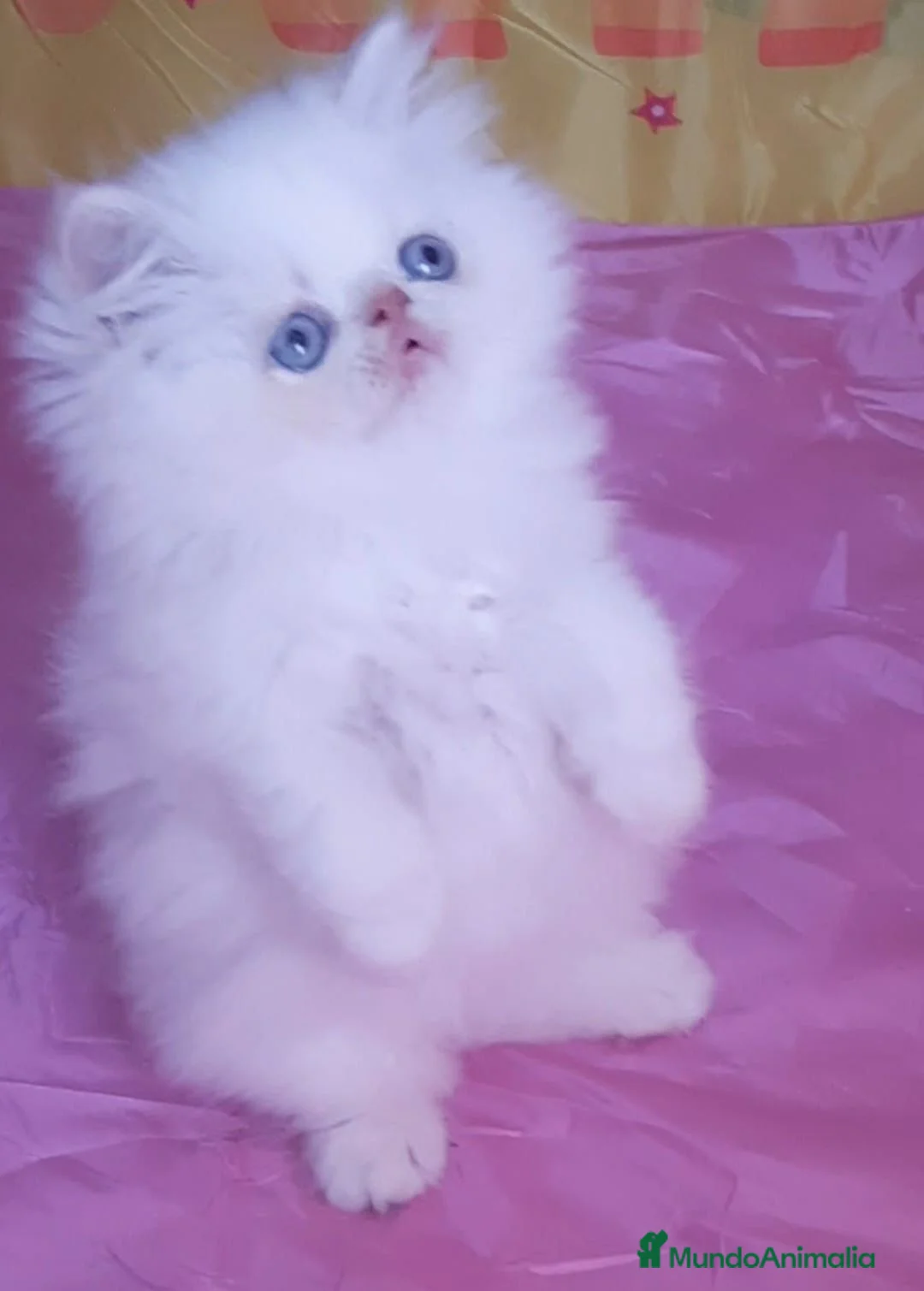 Persa gatos en venta: Machito de persa himalayo red point - Anuncio 1