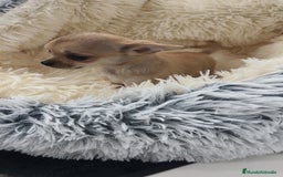 Chihuahua perros en venta: Chihuahua disponibles - Imagen 5