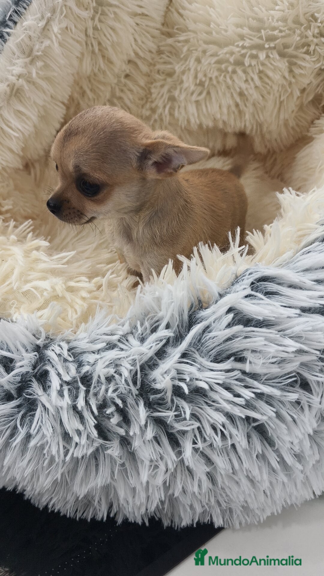 Chihuahua perros en venta: Chihuahua disponibles - Imagen 5