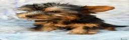 Yorkshire Terrier perros en venta: YORKSHIRE NEGRO FUEGO MACHO  - Anuncio 8