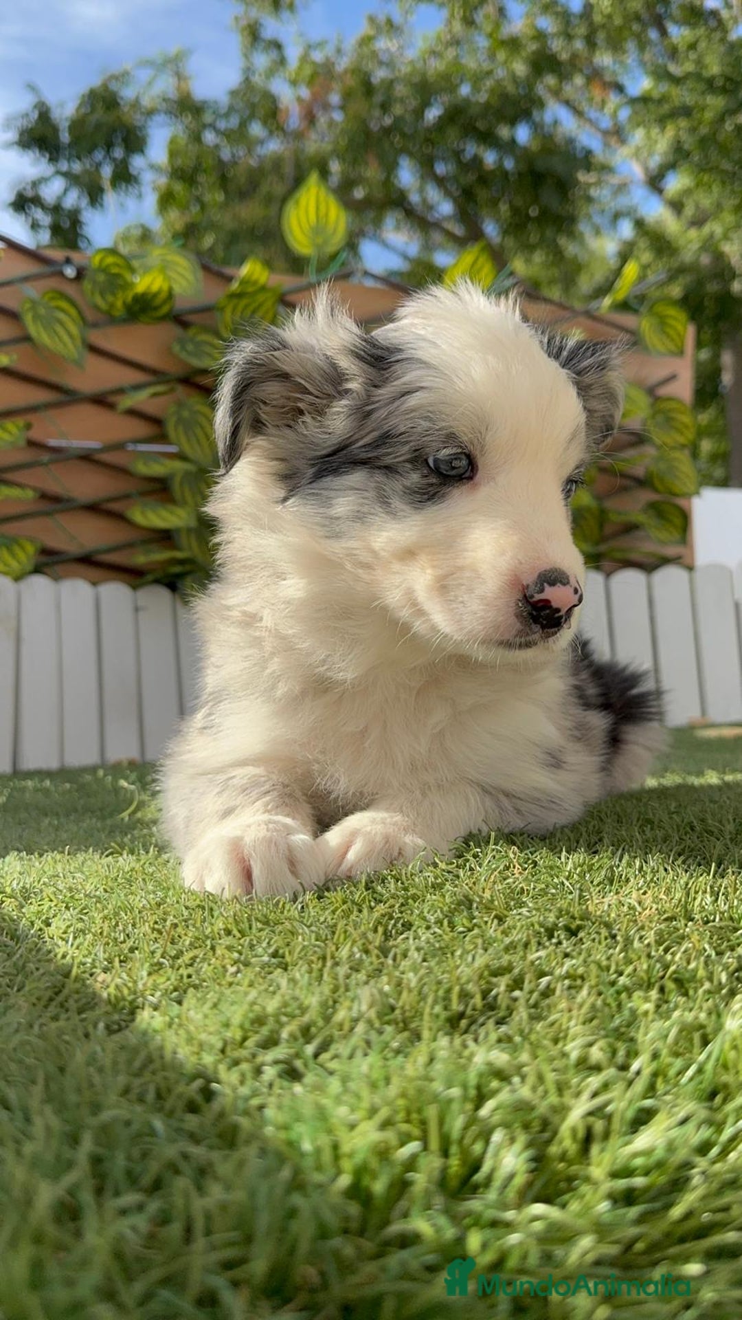 Border Collie perros en venta: BORDER COLLIE HEMBRA MERLE - Imagen 3
