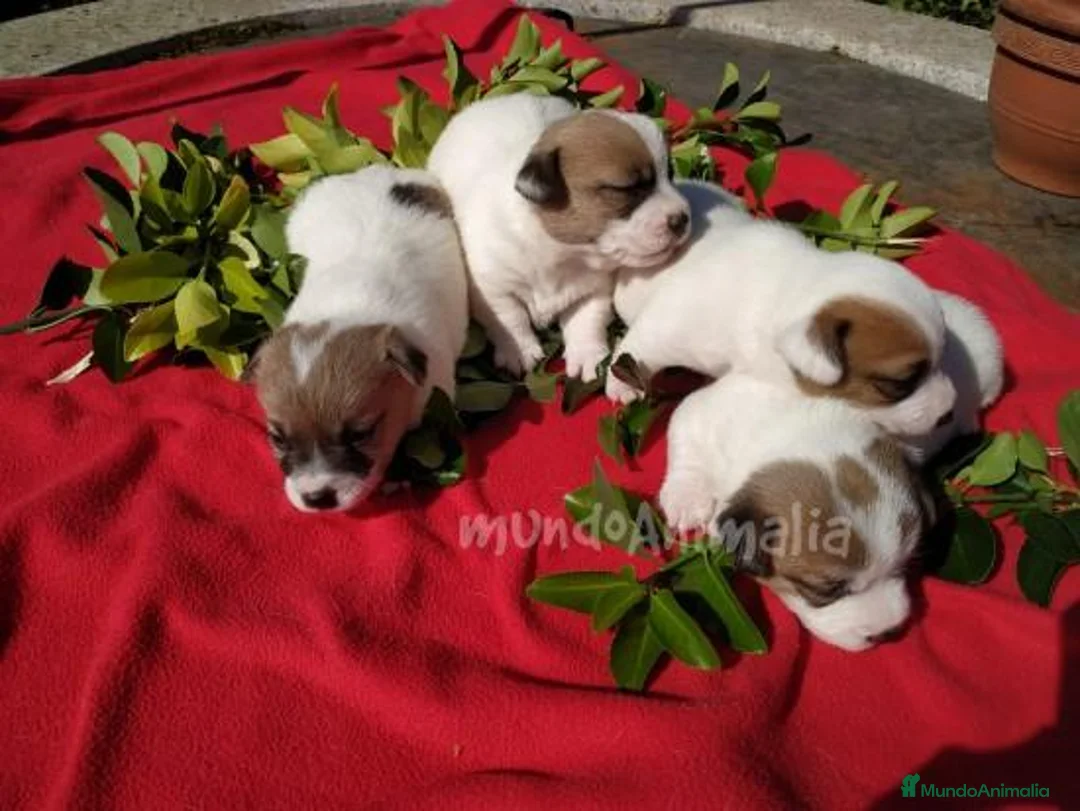 Imagen de galería {{count}}