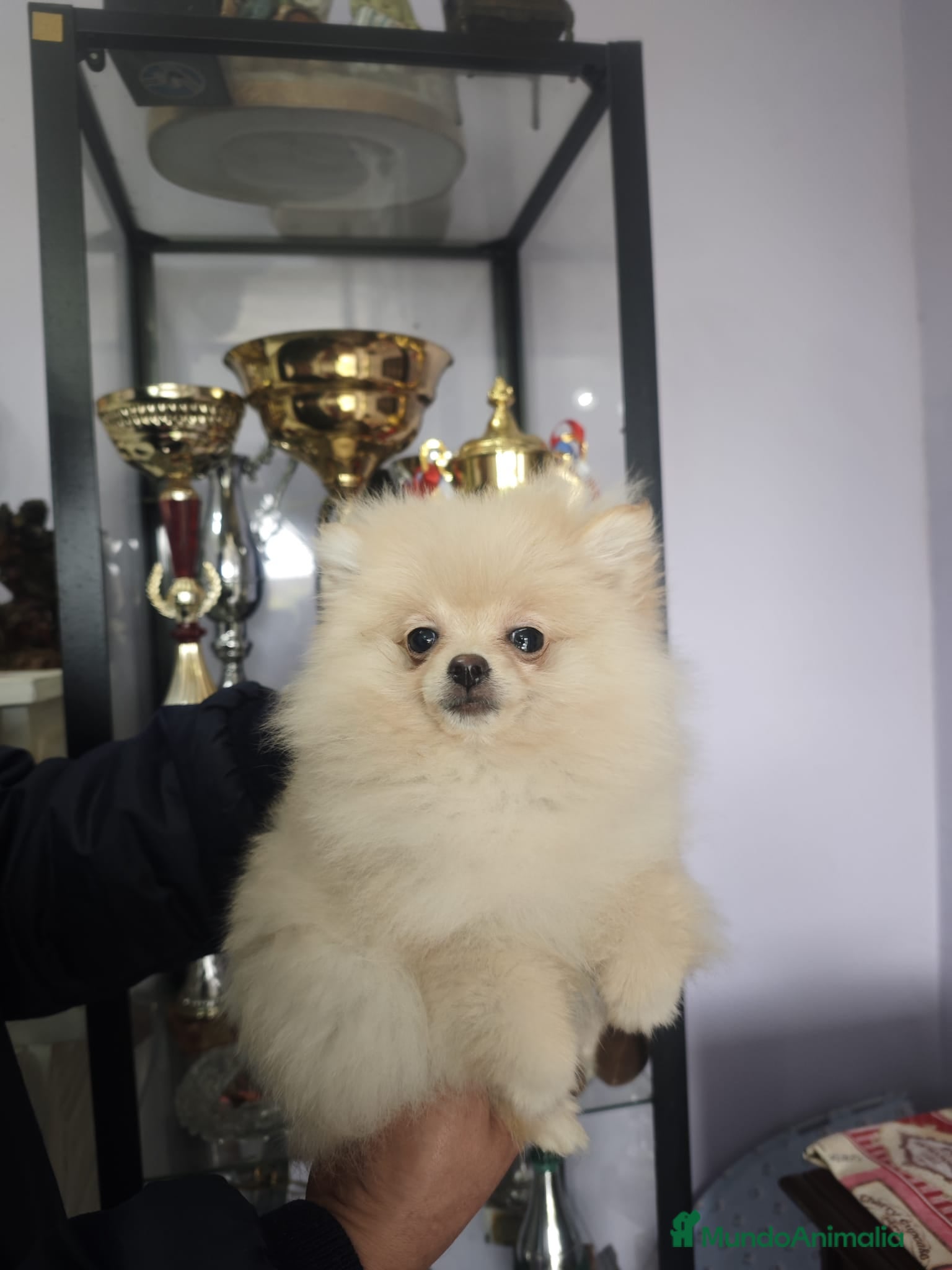 Pomerania perros POMERANIA LULU hembra MINIATURA - Anuncio 2