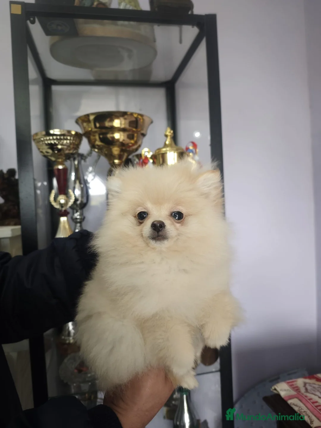 Pomerania perros en venta: POMERANIA LULU hembra MINIATURA - Anuncio 2