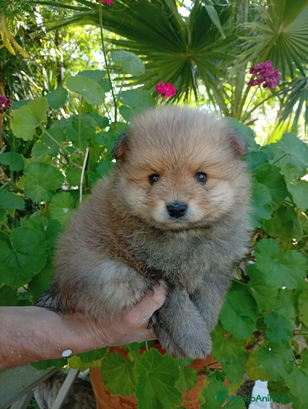 Pomerania perros en venta: Pomerania Macho de calidad  - Anuncio 2
