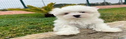 Bichón Maltés perros en venta: BICHON MALTES - Anuncio 3