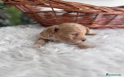 Caniche Toy perros en venta: CANICHE TOY MACHCO - Imagen 3