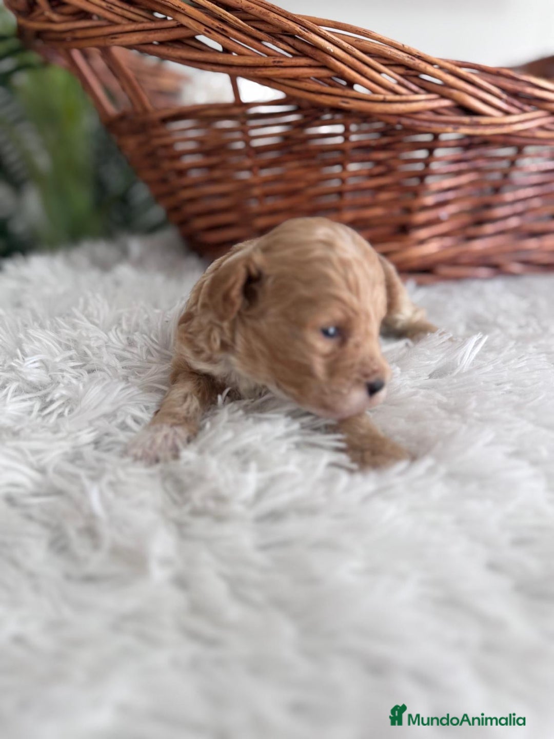 Caniche Toy perros en venta: CANICHE TOY MACHCO - Imagen 3