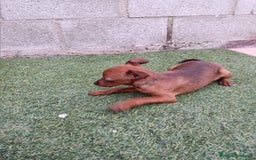 Pinscher Miniatura perros en venta: Pinscher hembra - Imagen 2