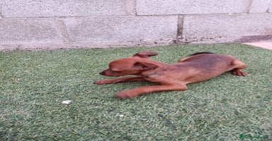 Pinscher Miniatura perros - Anuncio 10