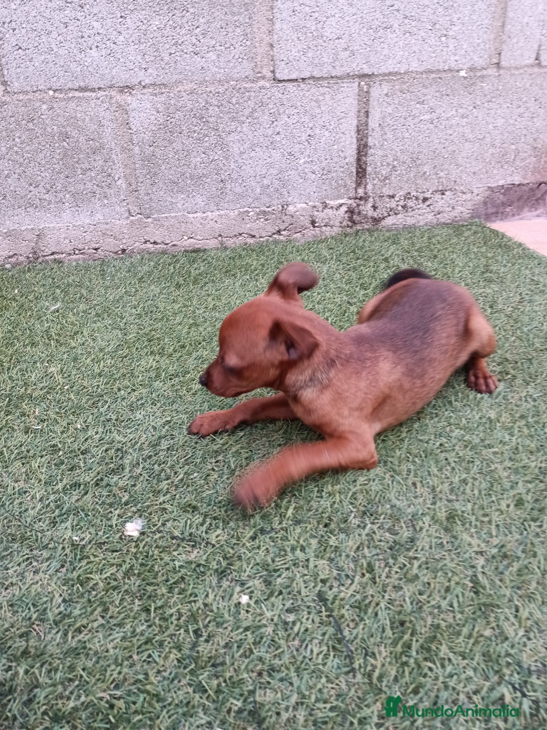 Pinscher Miniatura perros en venta: Pinscher hembra - Imagen 2