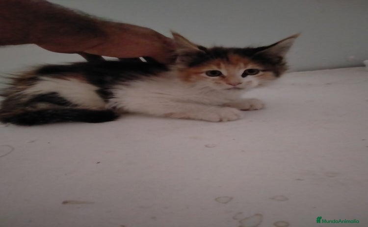 Maine Coon gatos en venta - Anuncio 4