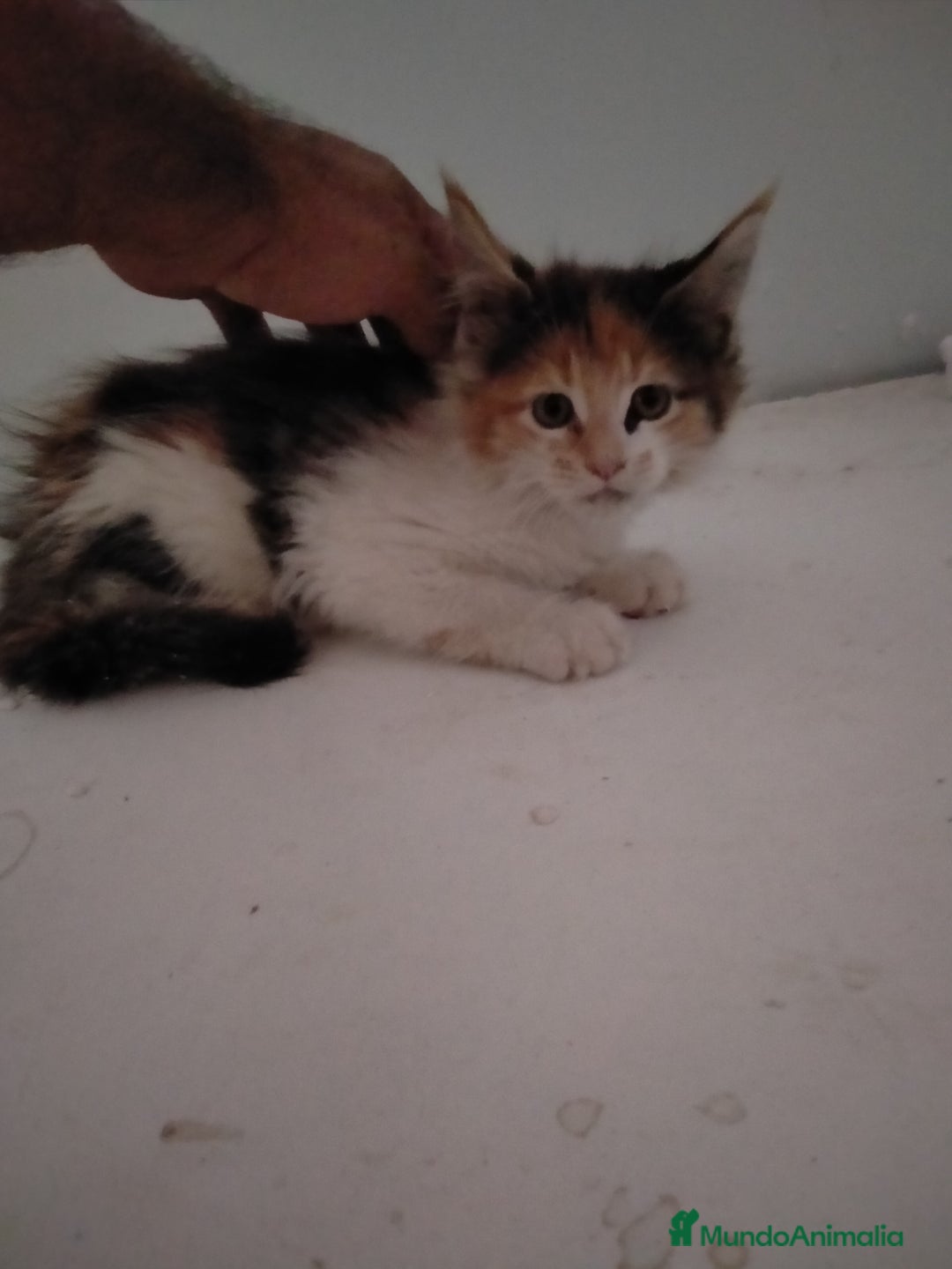 Maine Coon gatos en venta: Gatitos Maine coon  - Imagen 1
