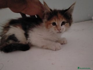 Maine Coon gatos - Anuncio 1