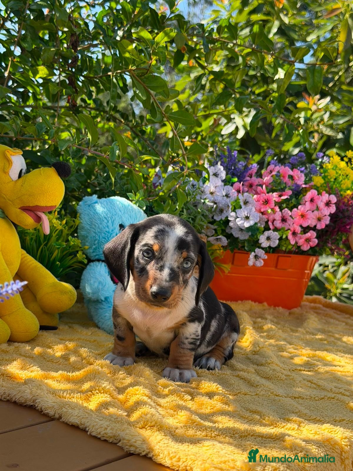 Teckel Miniatura perros Preciosa camada teckel mini - Anuncio 1