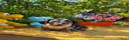 Teckel Miniatura perros en venta: Preciosa camada teckel mini - Anuncio 1