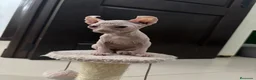 Sphynx gatos en venta: Gatos shpynx - Anuncio 3