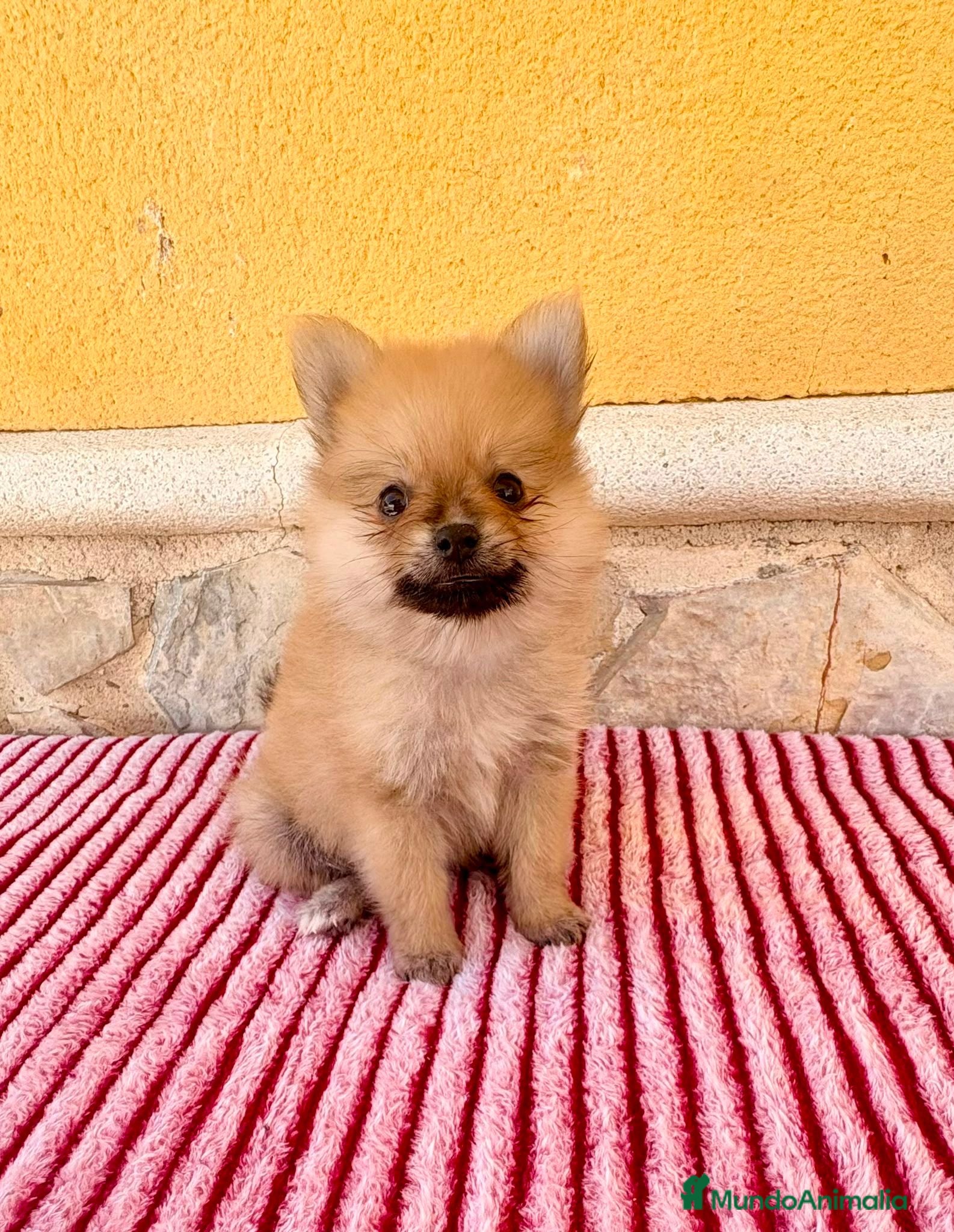 Pomerania perros Pomerania  - Anuncio 2