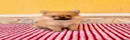 Pomerania perros en venta: Pomerania  - Anuncio 1